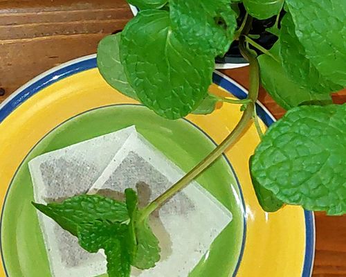 Entanglement and Mint Tea Gathering